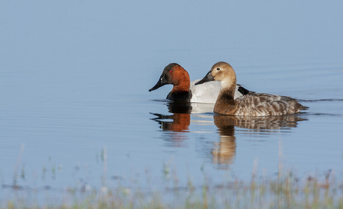 USA, Oregon, Malheur National Wildlife Refuge, canvasback duck pair