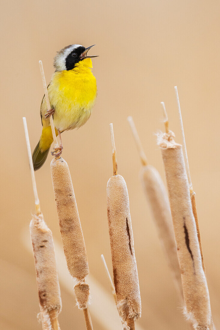 Common yellowthroat