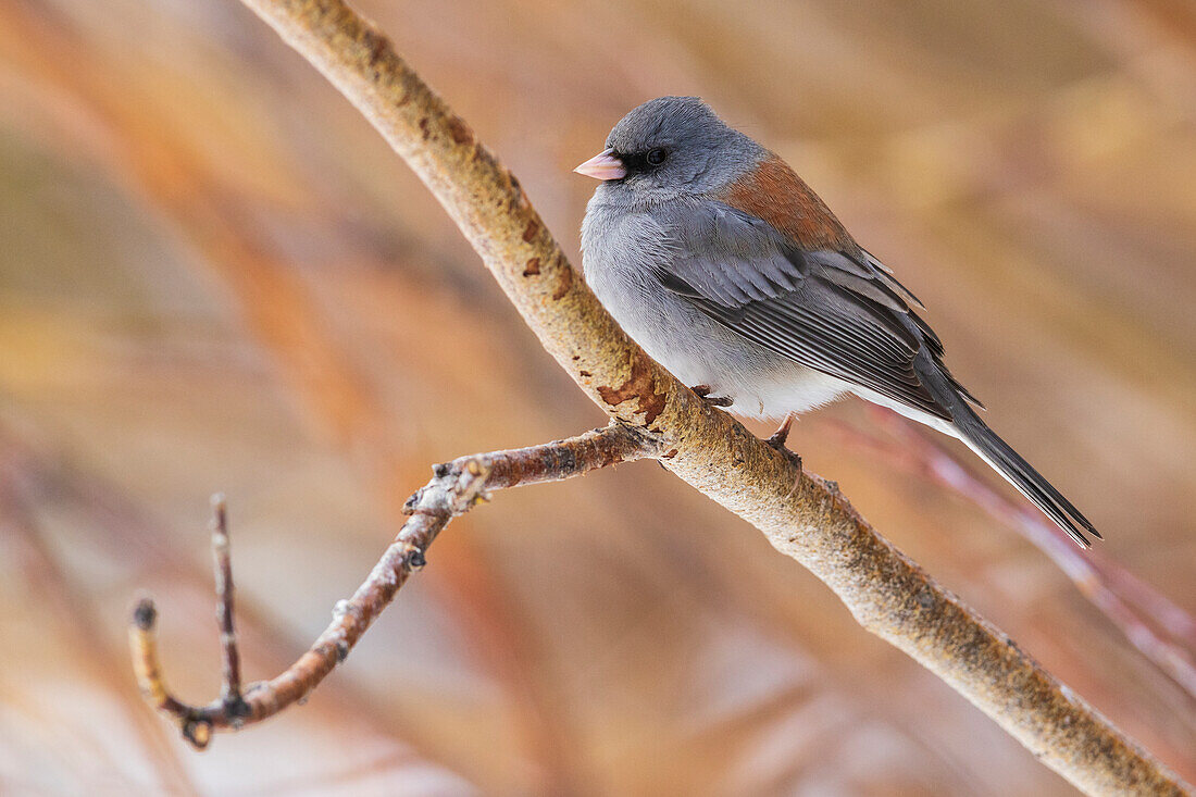 USA, Colorado, North Park, dark-eyed Junco (Gray-headed)