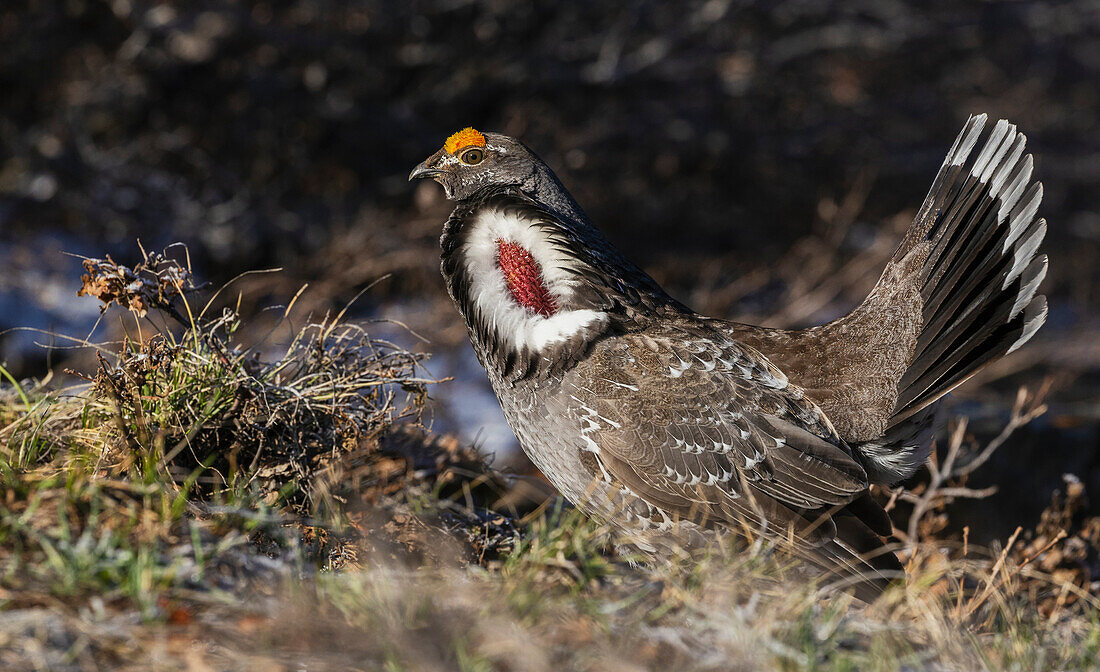 Dusky grouse, courtship display, trying to impress a nearby female grouse. USA, Colorado