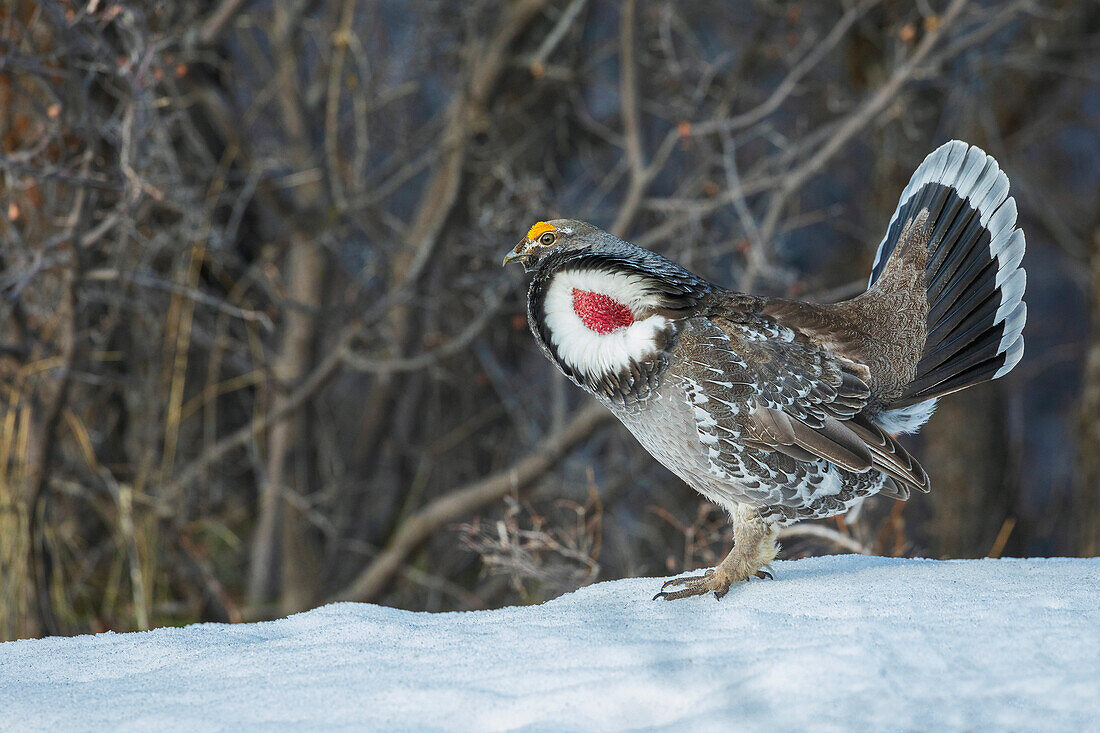 Moorschneehuhn, Balz