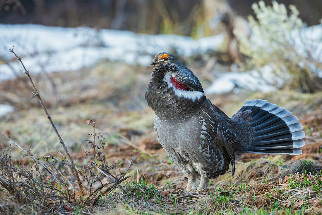 Dusky grouse, courtship display