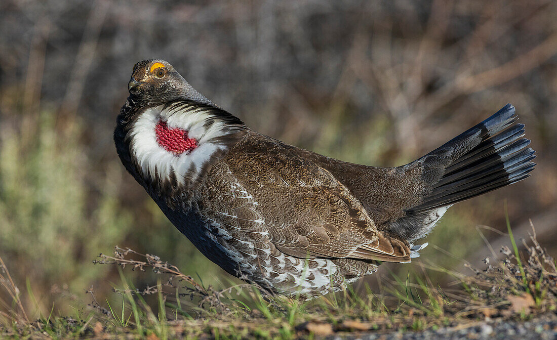 Dusky grouse courtship display, trying to impress a nearby female grouse. USA, Colorado