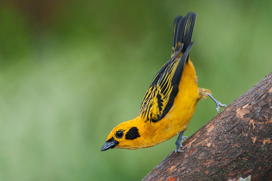 South America, Ecuador. Cloud Forest, golden tanager