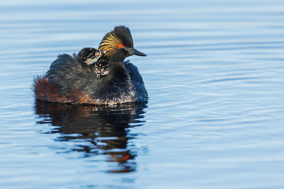 USA, Colorado, North Park, eared grebe with chicks