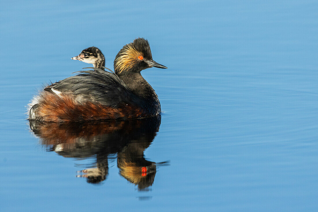 Eared grebe parent giving chicks a ride,. USA, Colorado