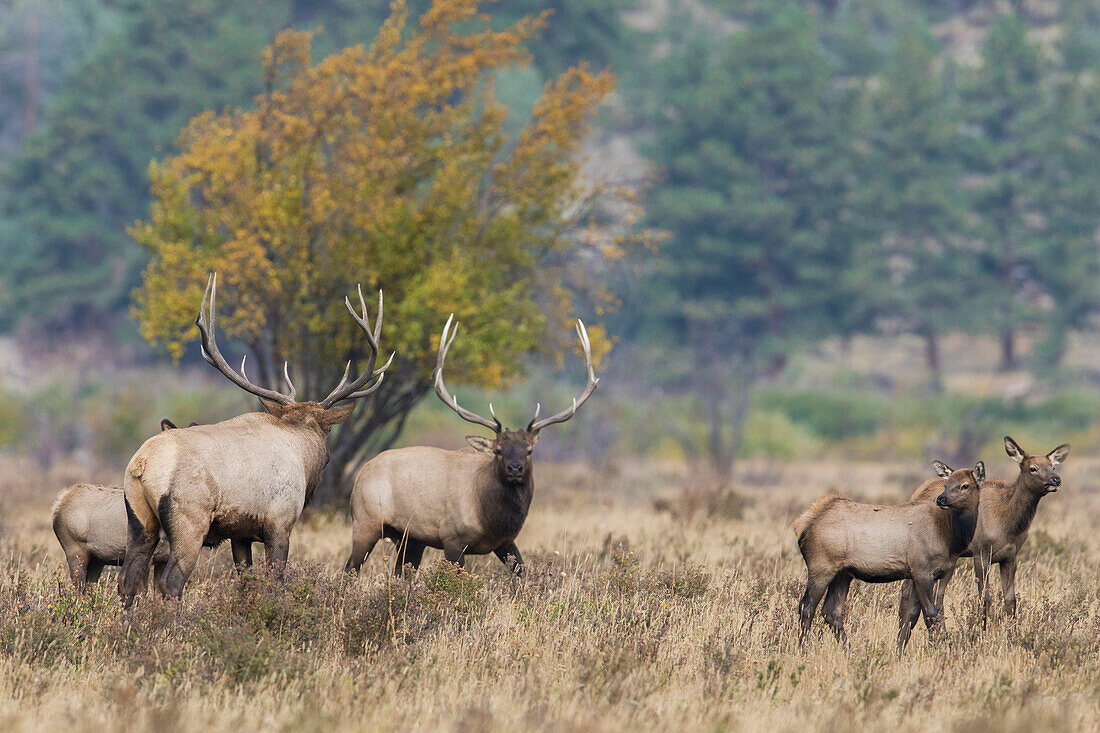 USA, Colorado, Rocky Mountain National Park, Elchbullen-Konfrontation