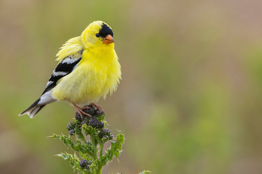 American goldfinch atop thistle buds, USA, Washington State