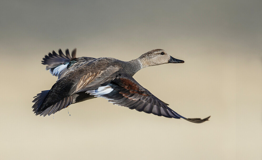 Schnatterente im Flug, Feuchtgebiete in Colorado, USA