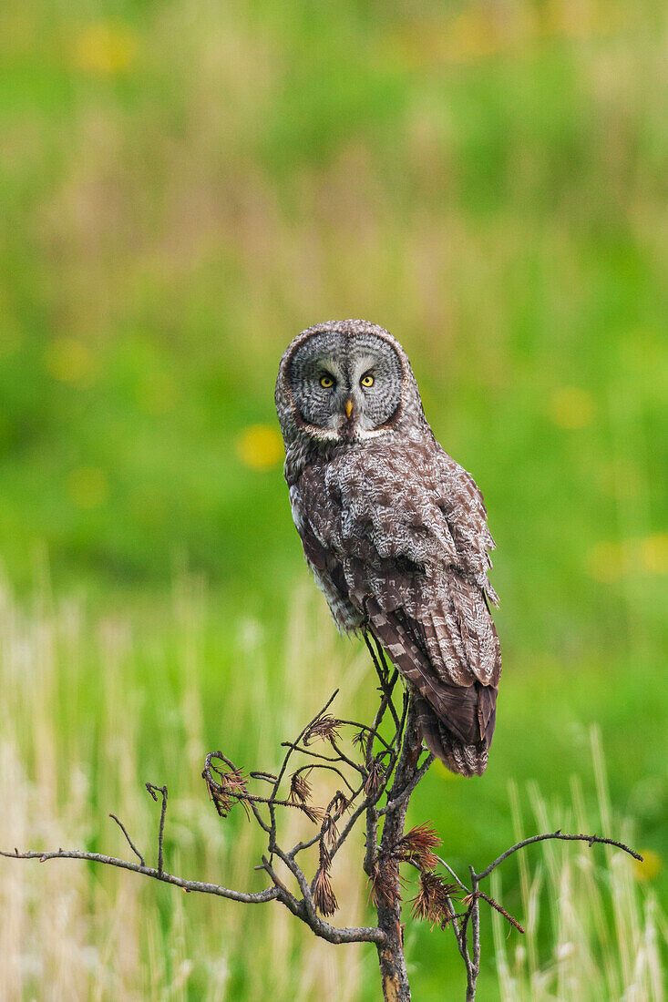 USA, Yellowstone National Park, Wyoming, great gray owl, spring time hunting perch