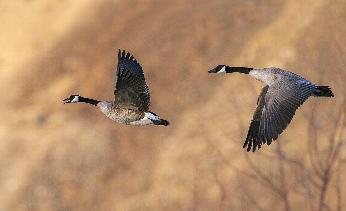 USA, Idaho, Snake River Canyon, Canada geese pair flying