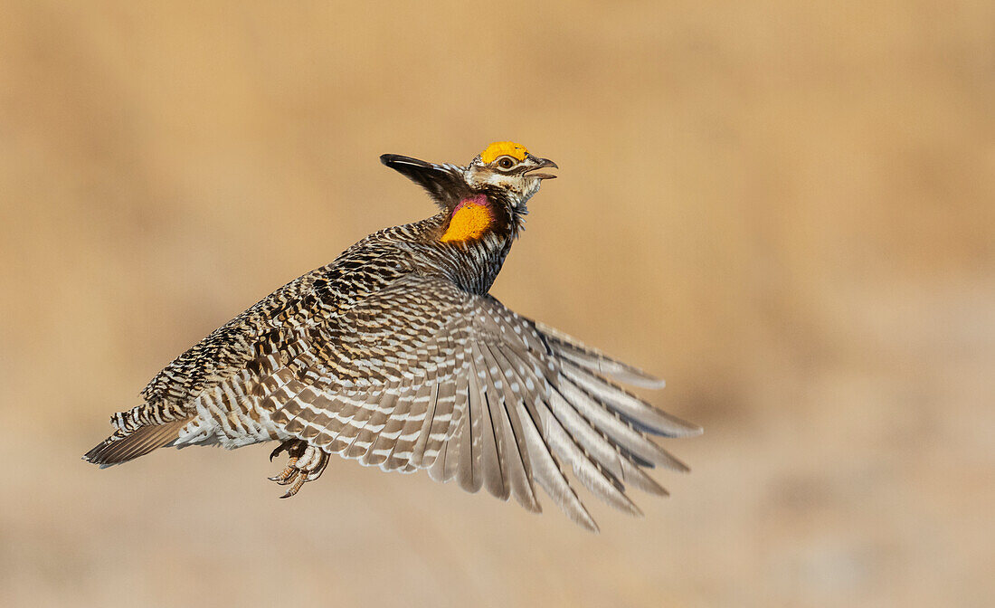 Großes Präriehuhn im Flug, östliche Colorado-Ebene, USA