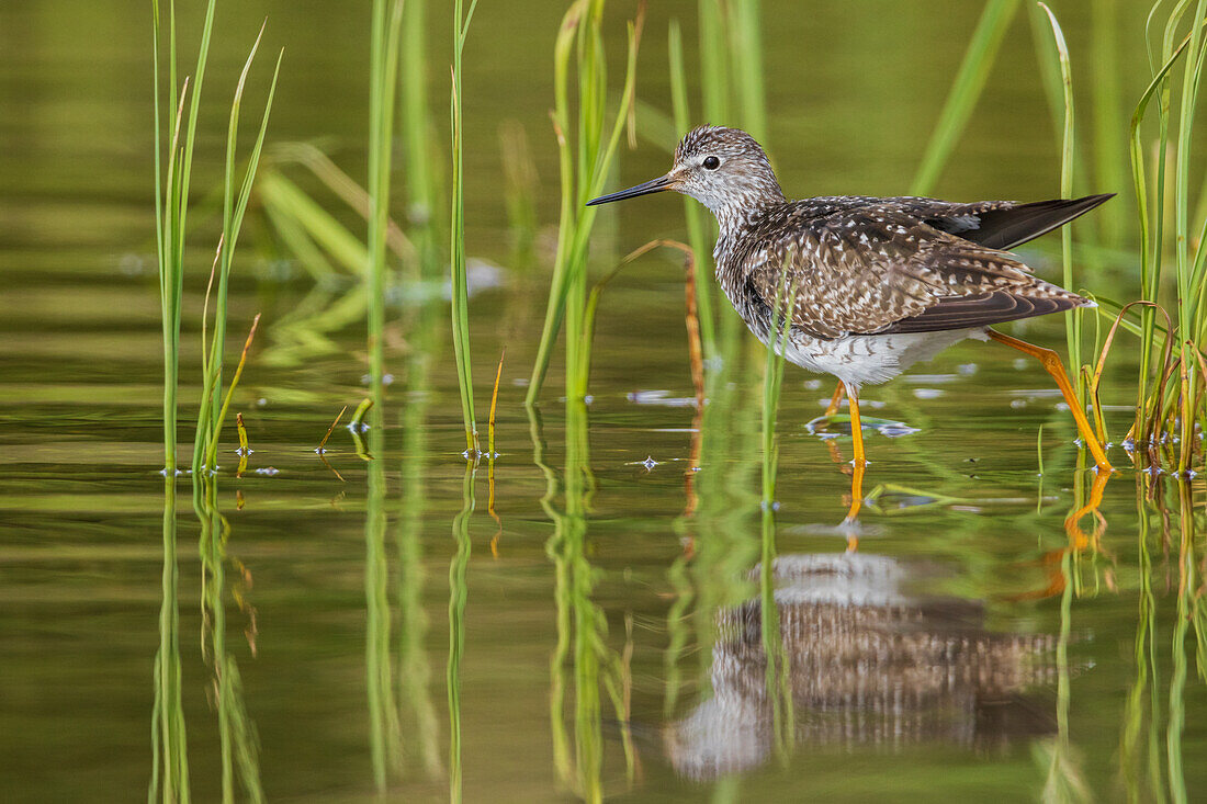 Greater yellowlegs stretching