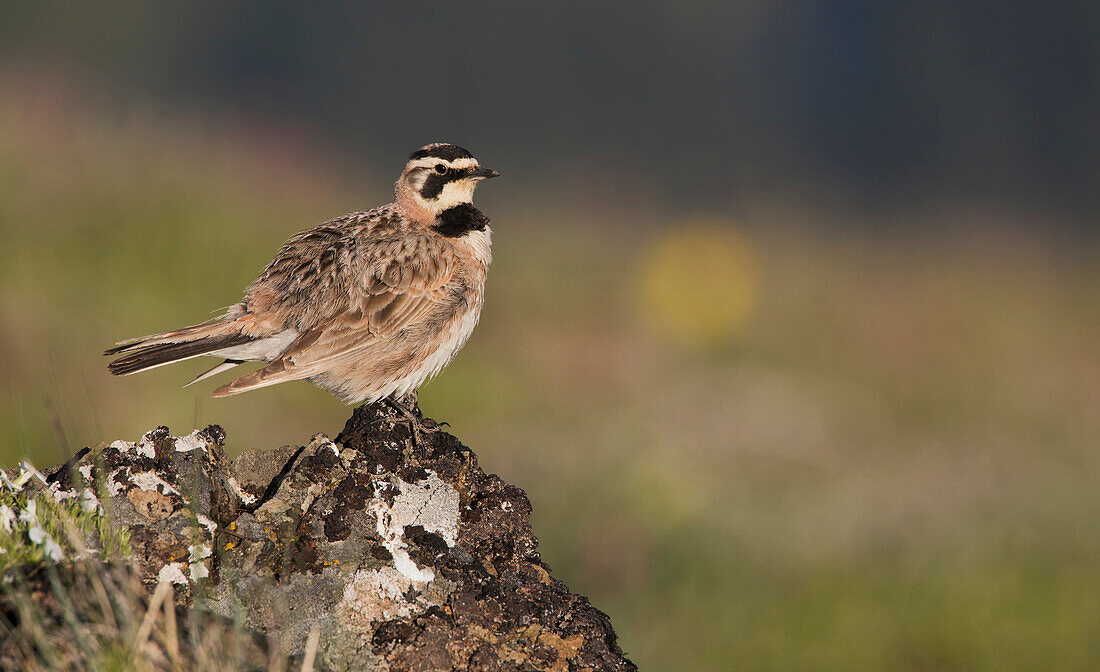 Horned lark on the lookout, alpine habitat, Washington State, USA