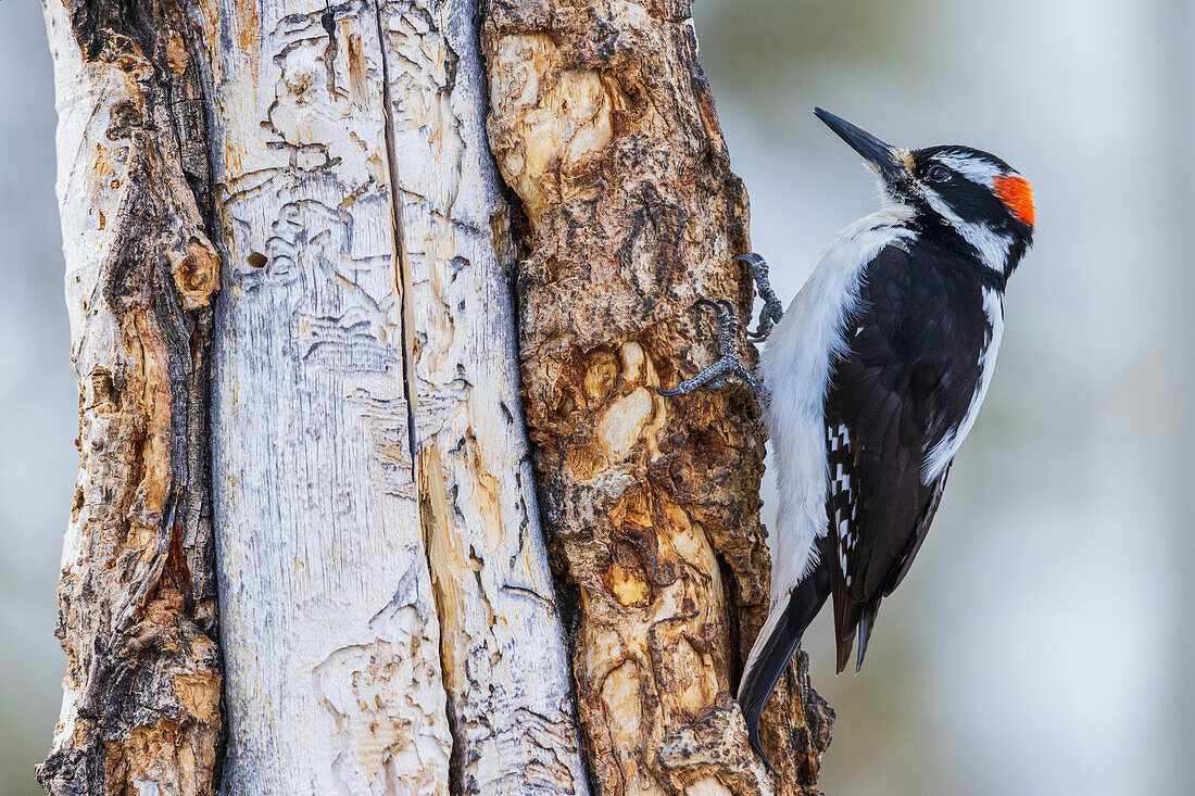 Hairy woodpecker