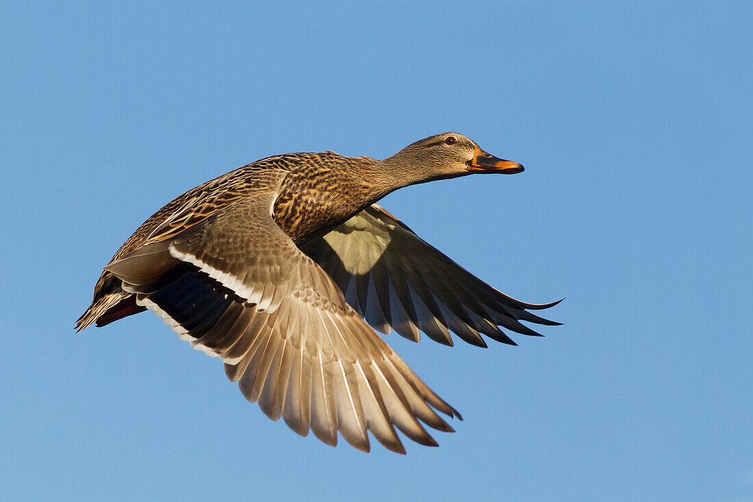 USA, Bundesstaat Washington. Nisqually National Wildlife Refuge, Stockentenhenne im Flug