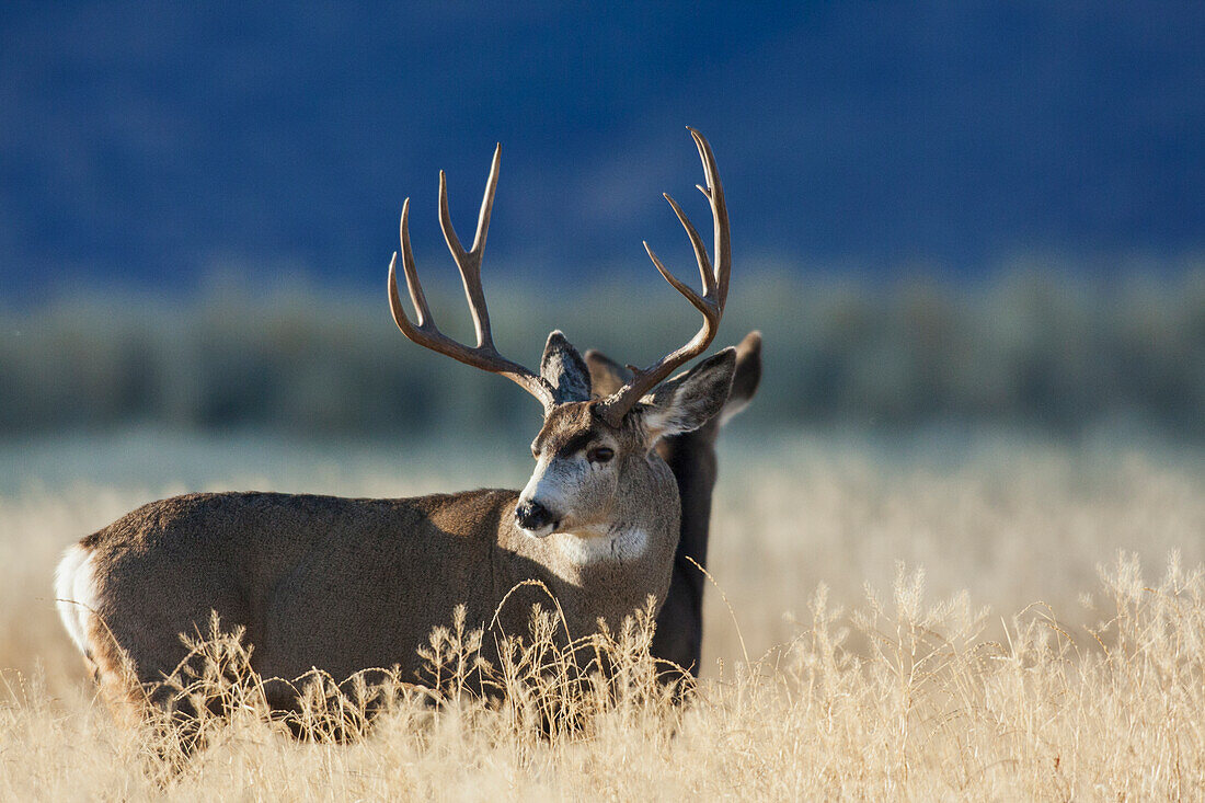 Alert mule deer buck and doe, Montana, USA