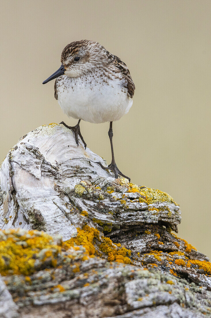 Sandstrandläufer, posiert auf Treibholz, Alaska, USA