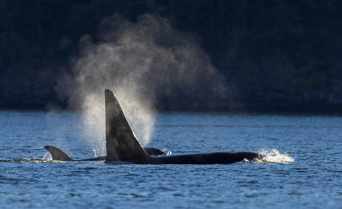 Orcas tauchen auf