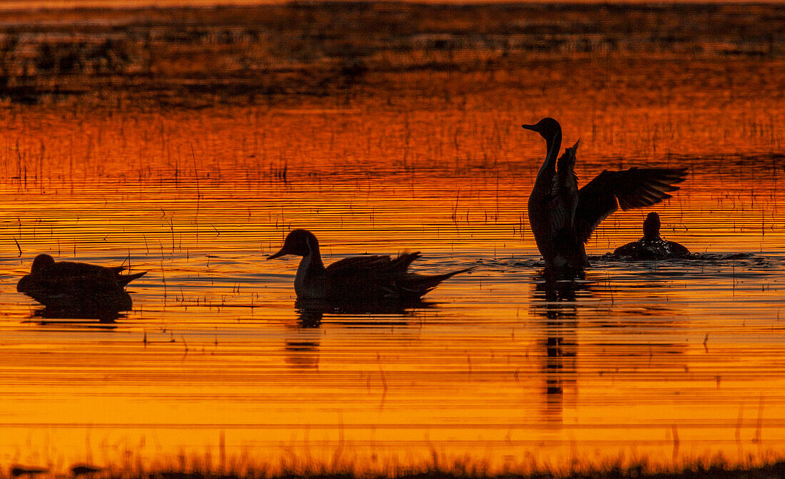 Northern pintail duck, foraging in flooded agriculture field, migration stop, USA, Oregon