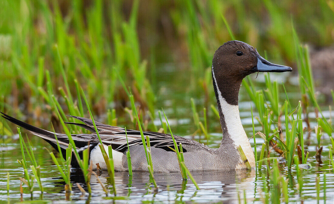 Northern pintail duck, foraging in flooded agriculture field, migration stop, USA, Washington