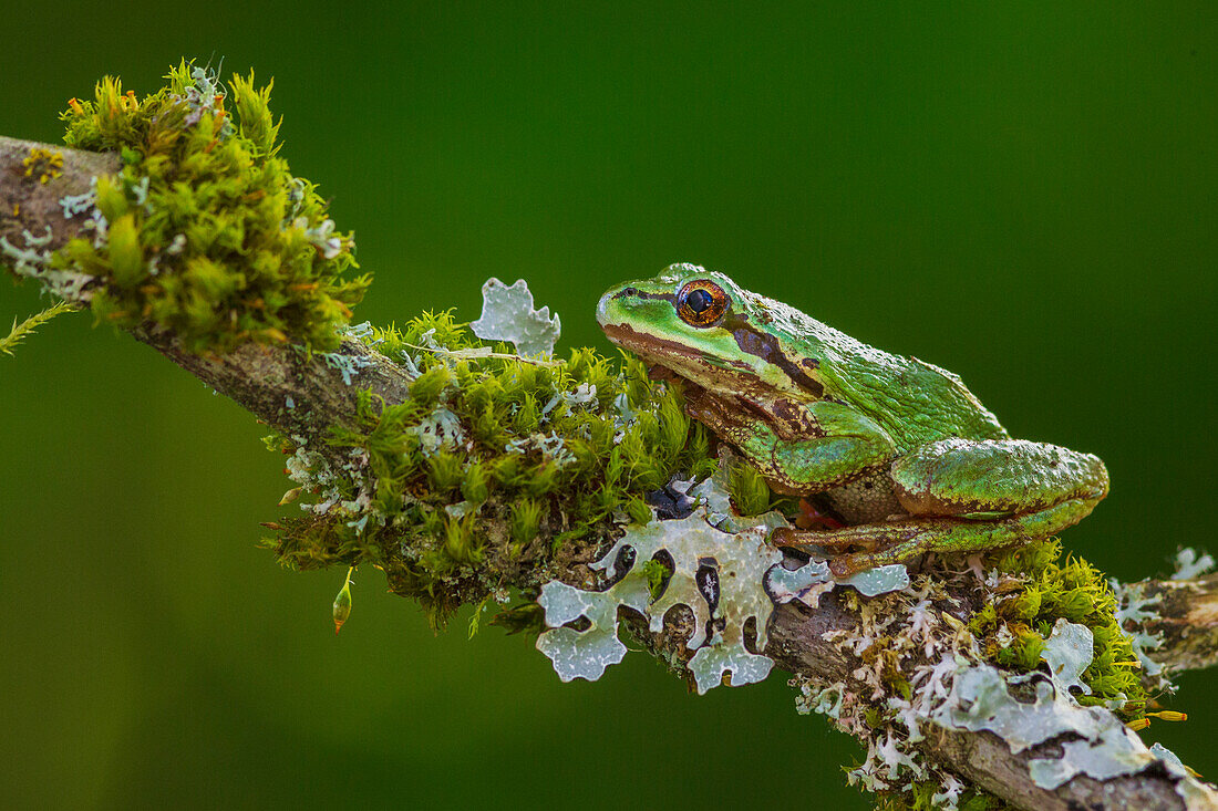 USA, Staat Washington. Nisqually National Wildlife Refuge, Pazifischer Laubfrosch