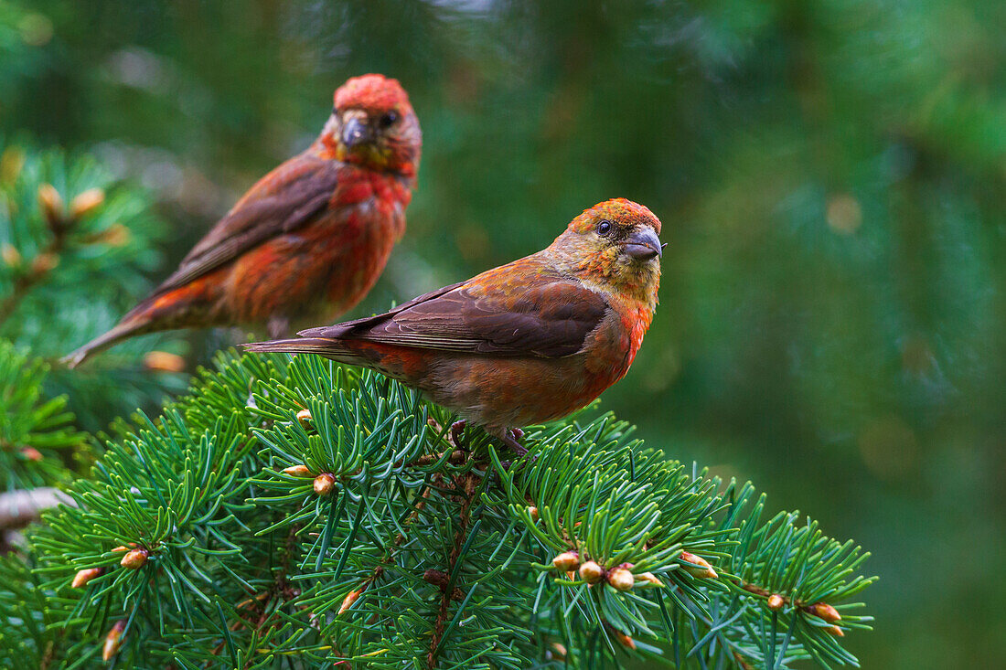 Red crossbills foraging, Washington State, USA