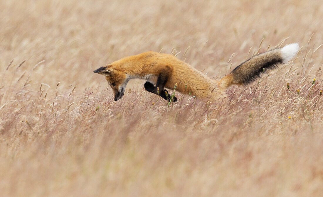 Junger Rotfuchs auf der Jagd