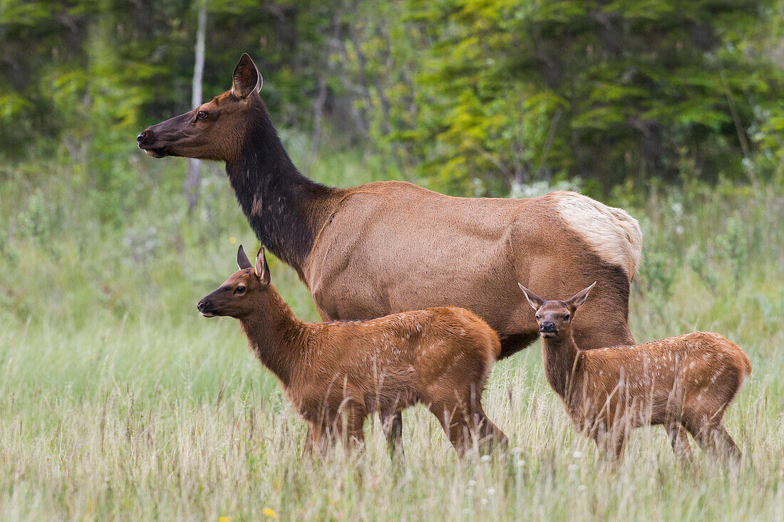 Cow elk with twin calves, Canadian Rockies, Alberta, Canada