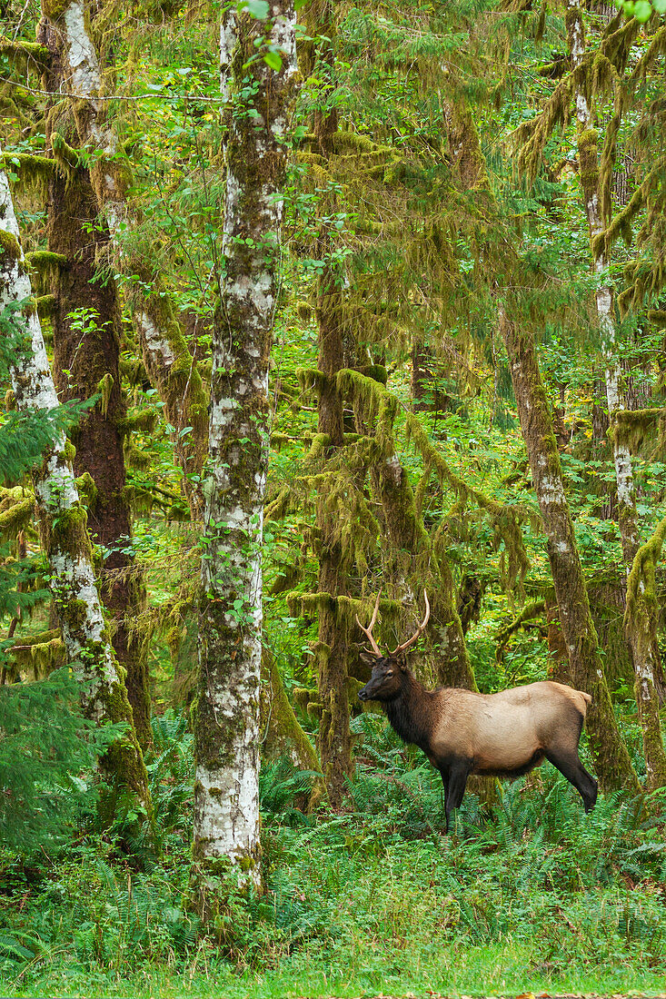 Young Roosevelt bull elk, rainforest shades of green, Olympic Peninsula, Washington State, USA