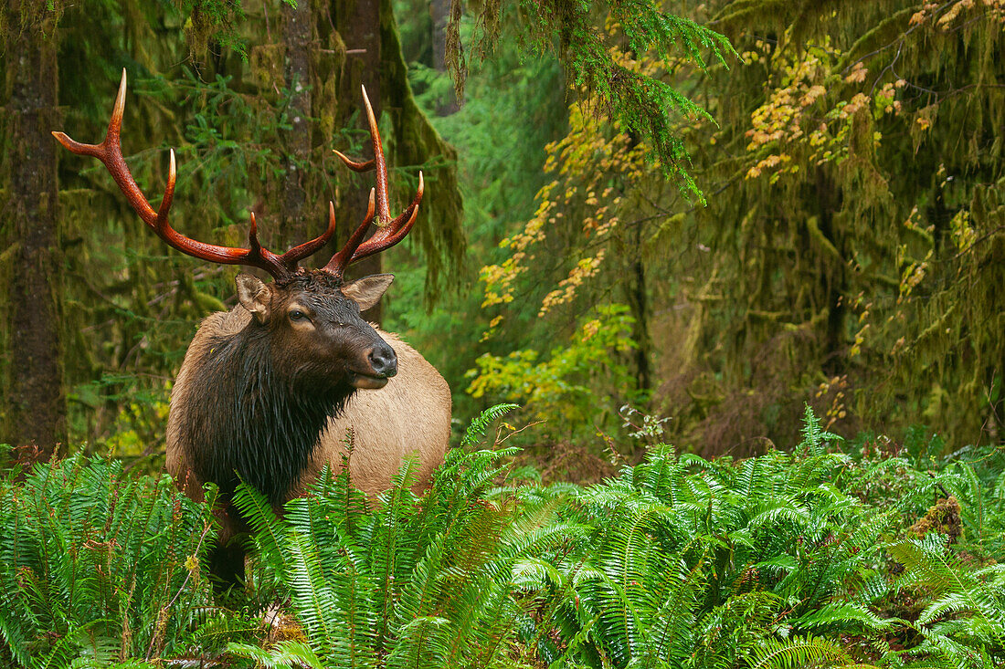 Roosevelt bull elk, Pacific Northwest rainforest