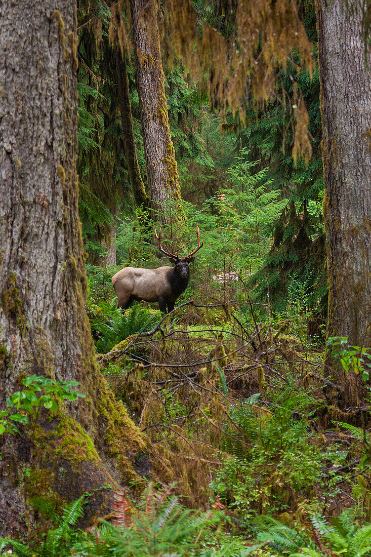 Roosevelt bull elk, Pacific Northwest rainforest