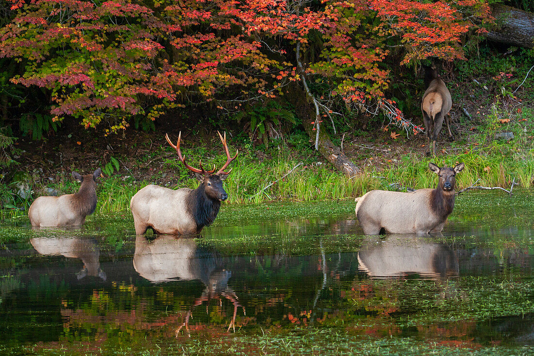 Roosevelt elk herd, Pacific Northwest rainforest