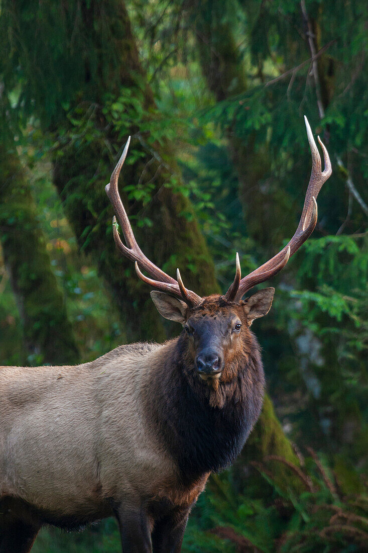 Roosevelt bull elk, Pacific Northwest rainforest