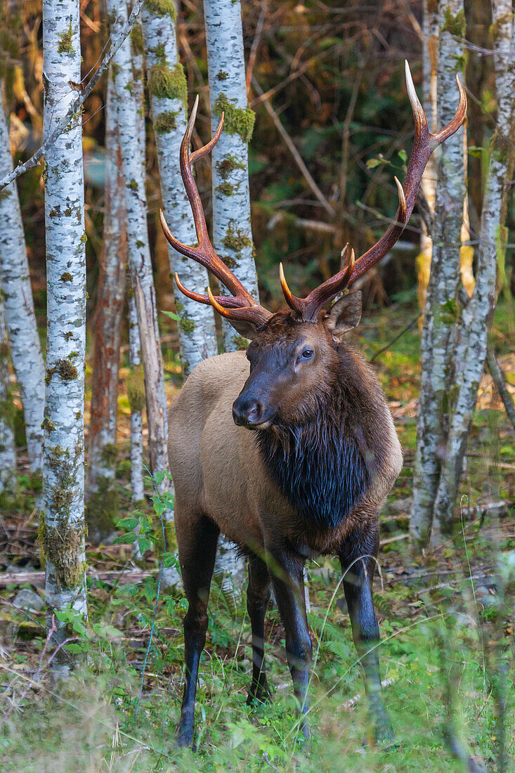 Roosevelt bull elk, Pacific Northwest rainforest