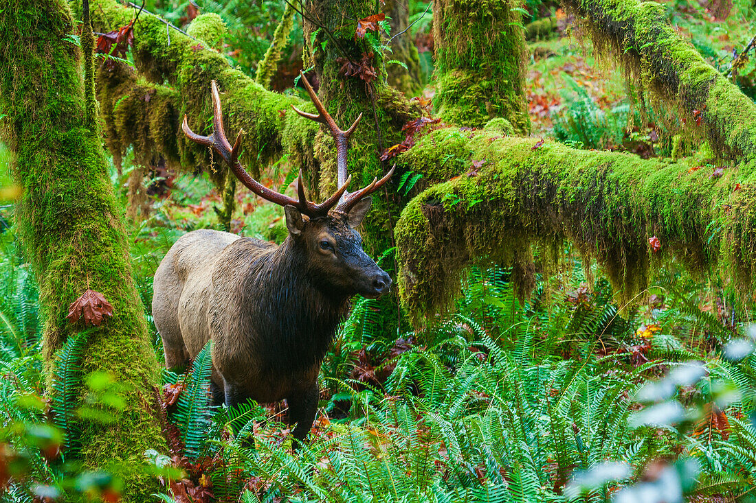 Roosevelt bull elk, Pacific Northwest rainforest