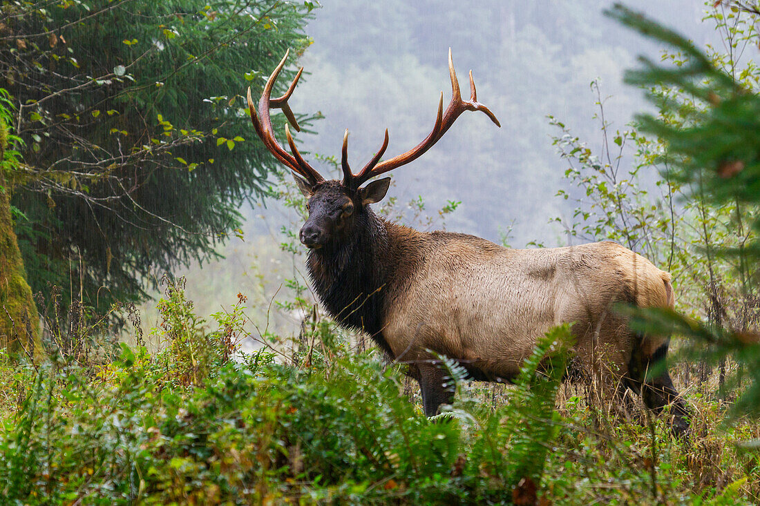 Roosevelt-Elchbulle, Regenwald im Pazifischen Nordwesten