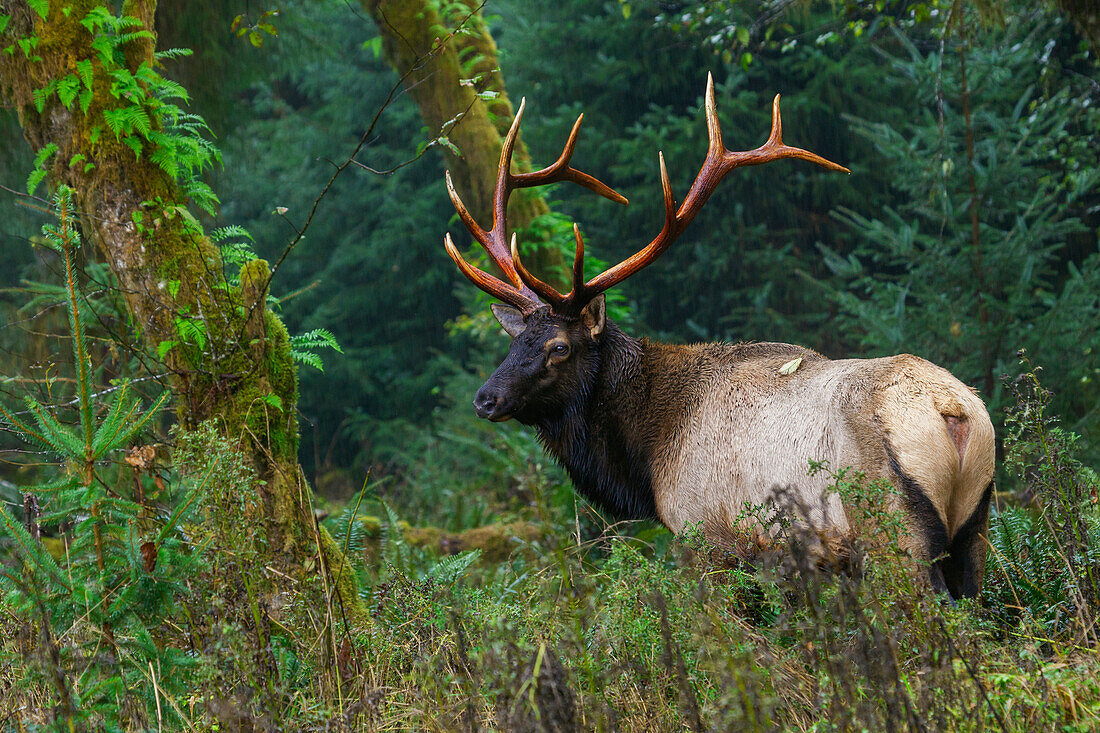 Roosevelt bull elk, Pacific Northwest rainforest