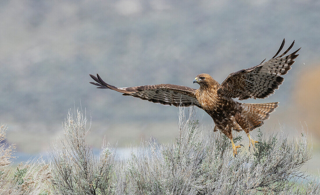 Rotschwanzbussard im Flug, Colorado, USA