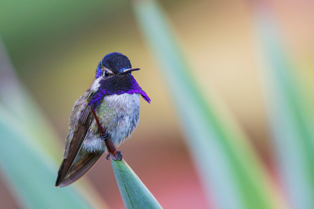 USA, Südkalifornien, Poway, Costas Kolibri, auf einer Yucca sitzend