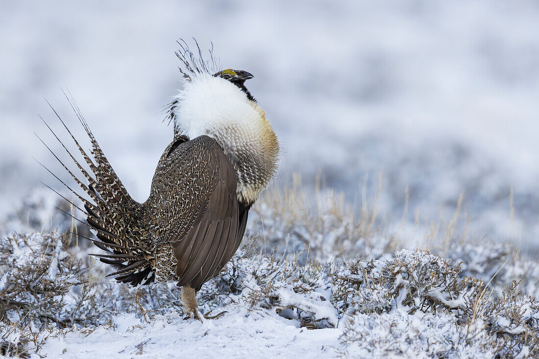 Großes Moorschneehuhn, Balz, Colorado, USA