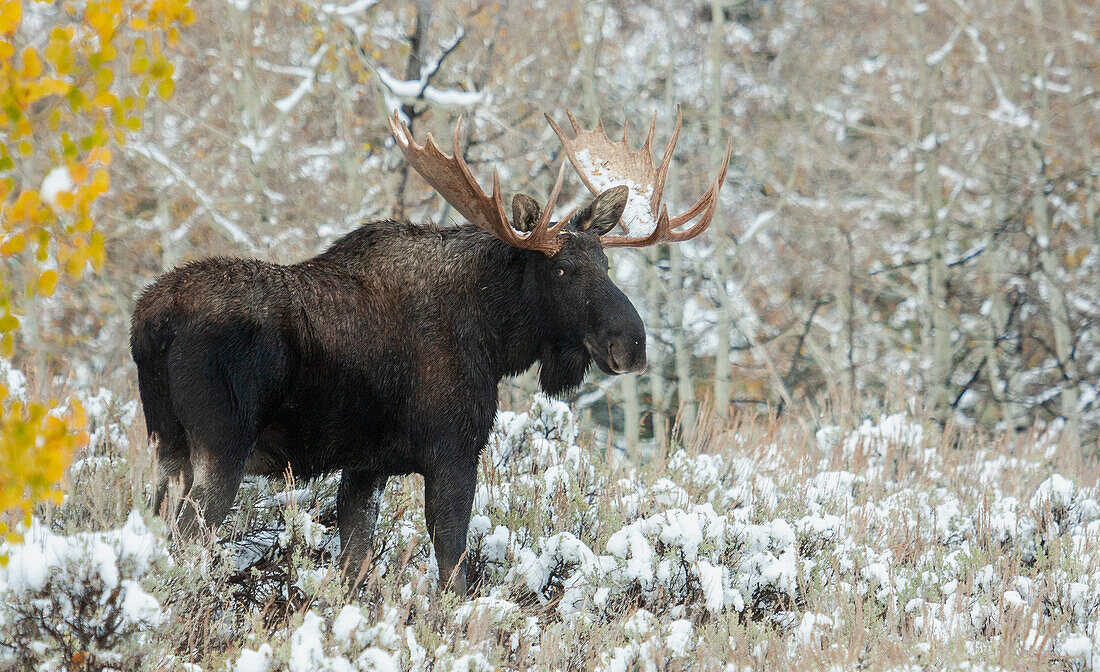 Shiras bull moose, autumn snow