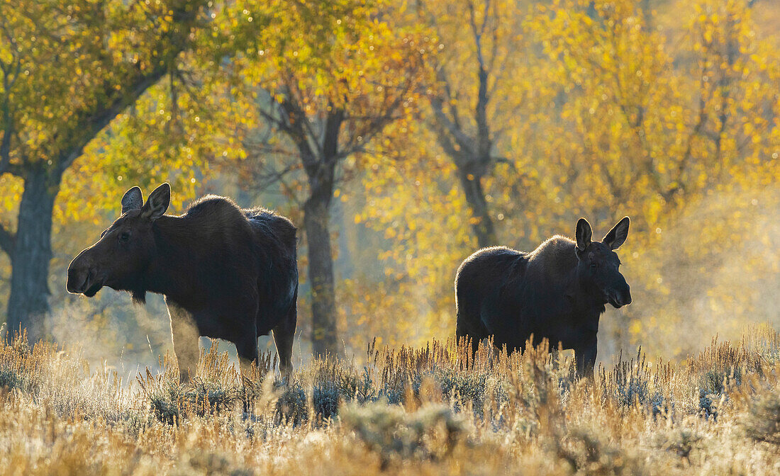 Shiras-Elchkuh mit ihrem Kalb im Herbstlicht, USA. Wyoming