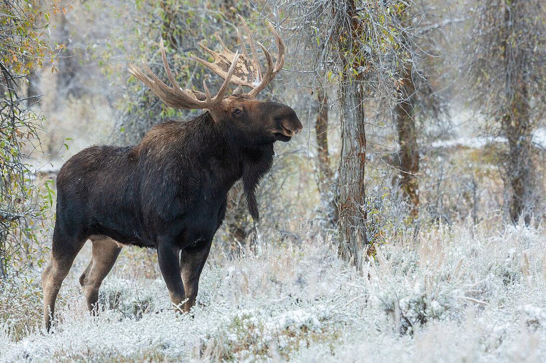 Shiras bull moose