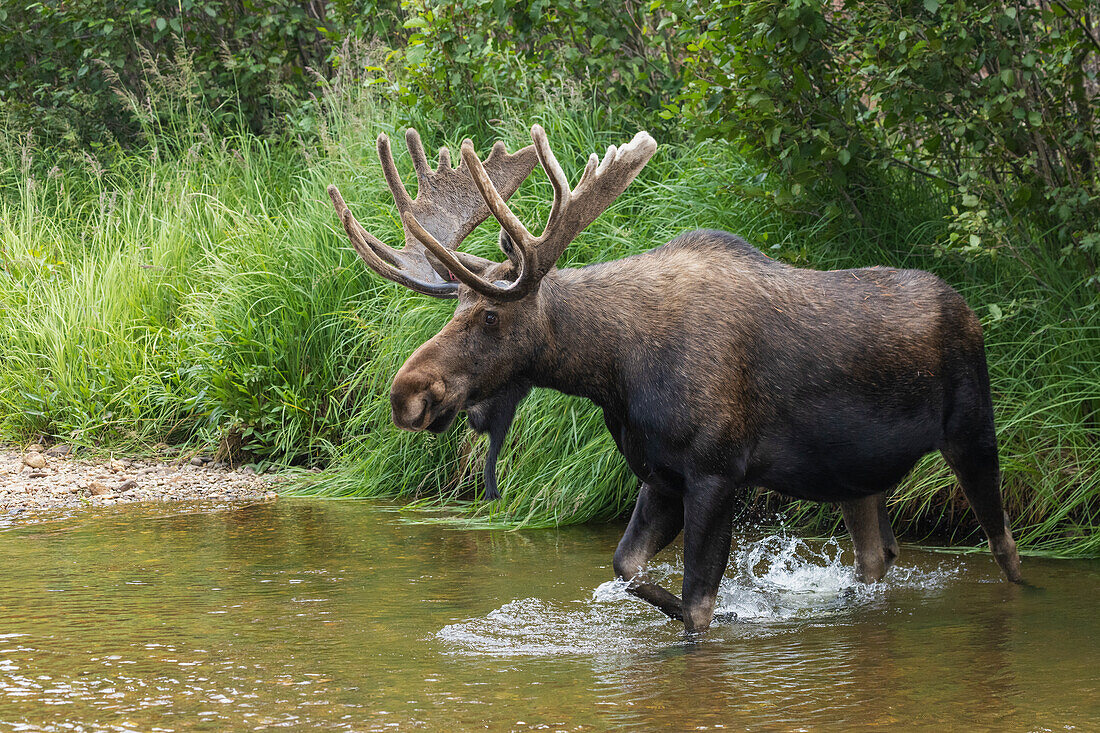 Shiras bull moose, crossing stream