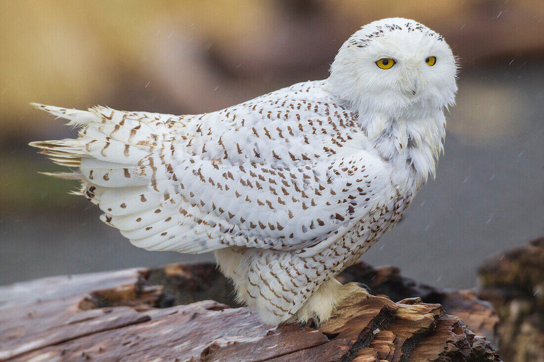 USA, Washington State. Damon Point, snowy owl, winter rain