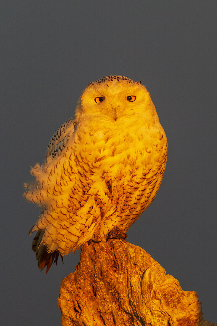 USA, Washington State. Damon Point, snowy owl, winter sunlight