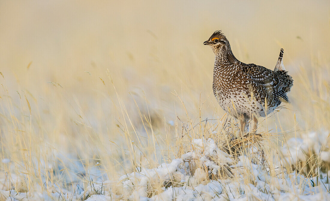 Sharp-tailed grouse, vantage point