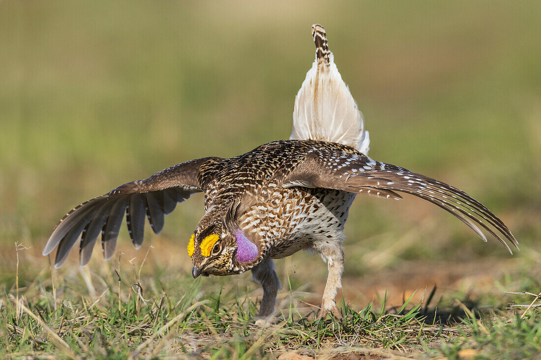 Columbia sharp-tailed grouse courtship display, western prairie, Colorado, USA