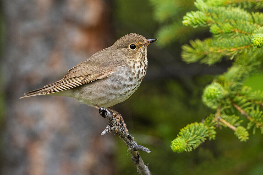 Swainson's thrush